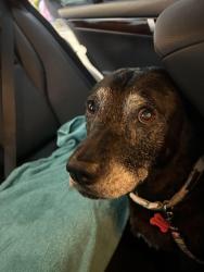 Found/Stray Female Dog last seen Rainwood, Grand Lakes, TX 77450