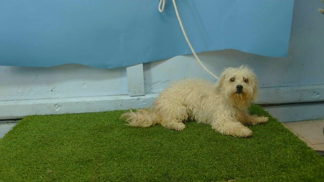 Shelter Stray Female Dog last seen , 216 W Victoria St, Gardena, CA 90248, USA