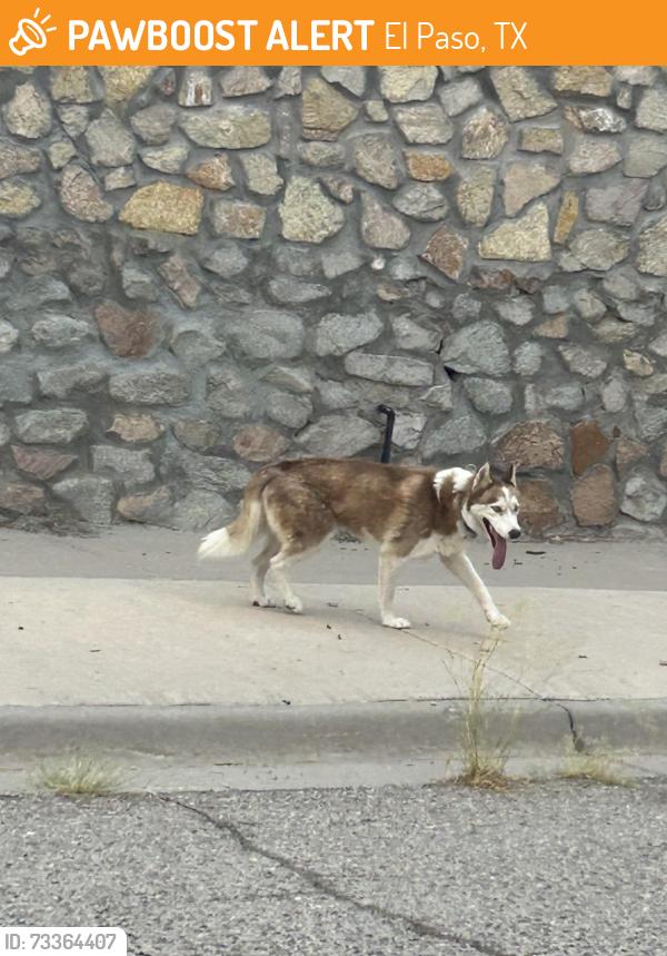 Found/Stray Unknown Dog last seen Agua Caliente, El Paso, TX 79912