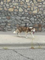 Found/Stray Unknown Dog last seen Agua Caliente, El Paso, TX 79912