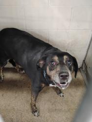 Shelter Stray Male Dog last seen Near BLOCK ASHLEY WAY, 333 Chandler Pl, San Bernardino, CA 92408, USA