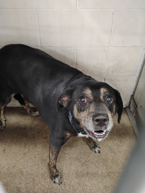 Shelter Stray Male Dog last seen Near BLOCK ASHLEY WAY, 333 Chandler Pl, San Bernardino, CA 92408, USA