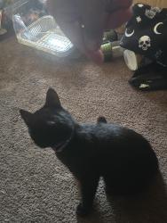 Reunited Male Cat last seen Mar vista and Orange Grove, Pasadena, CA 91106