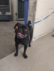Shelter Stray Female Dog last seen REDLANDS BLVD & HUNTS LN, SAN BERNARDINO, CA, 92408, USA, 333 Chandler Pl, San Bernardino, CA 92408, USA