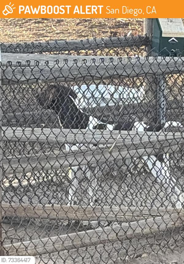 Found/Stray Male Dog last seen Balboa dog park, San Diego, CA 92103