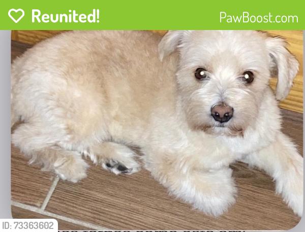 Reunited Male Dog last seen Chicago, IL 60651, USA, Chicago, IL 60651