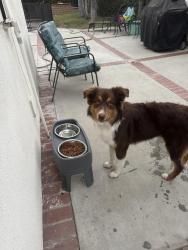 Lost Male Dog last seen Sunkist & Lincoln, Anaheim, CA 92806