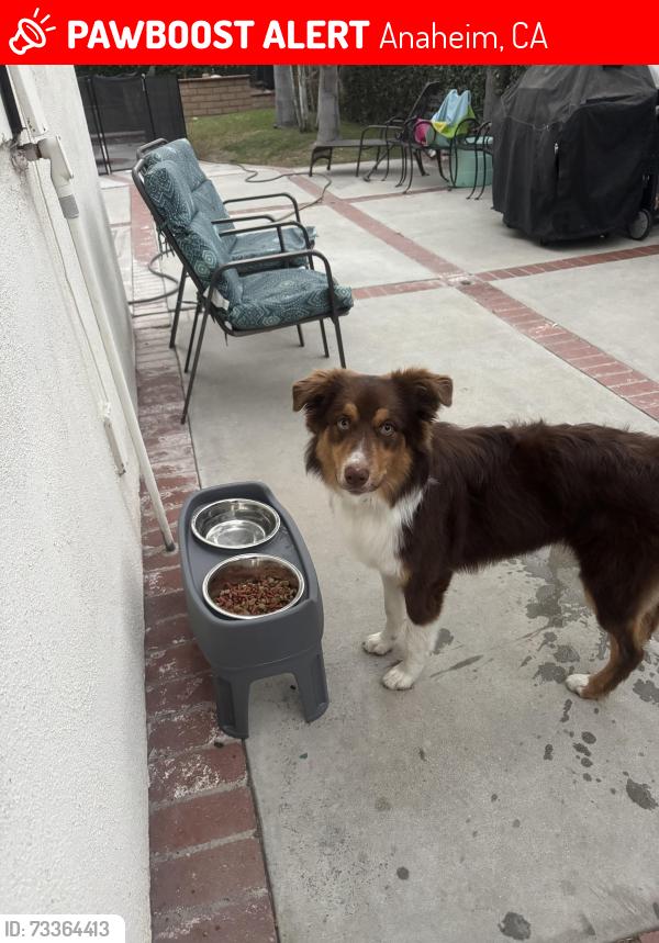 Lost Male Dog last seen Sunkist & Lincoln, Anaheim, CA 92806