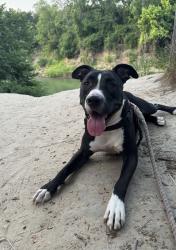 Reunited Female Dog last seen Near Turnberry Dr, Arlington, TX 76006, USA, Arlington, TX 76006