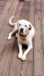 Lost Male Dog last seen Orchard Rd and Hilltop Dr, Douglas County, GA 30135