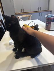 Found/Stray Female Cat last seen Habitat store, Manassas, VA 20108