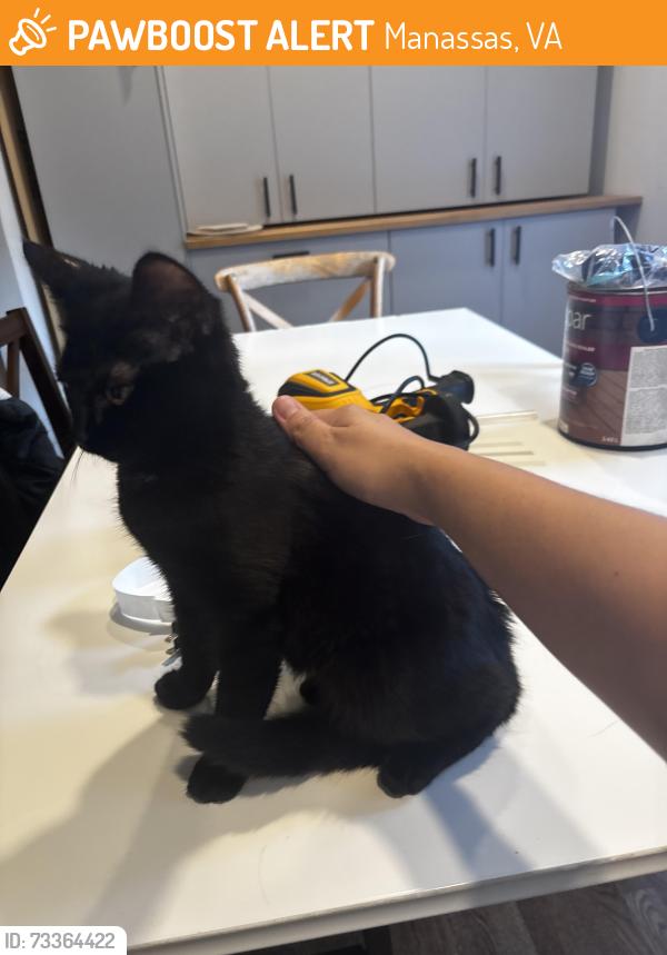Found/Stray Female Cat last seen Habitat store, Manassas, VA 20108