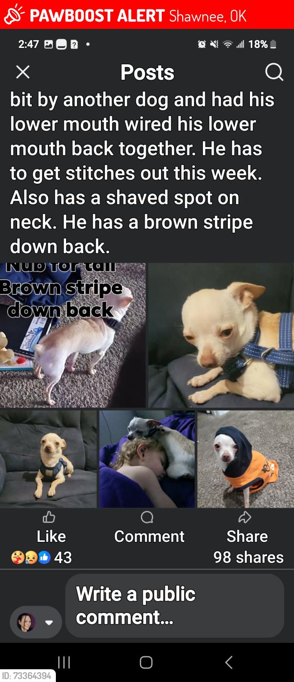 Lost Male Dog last seen Family Dollar store, Shawnee, OK 74801