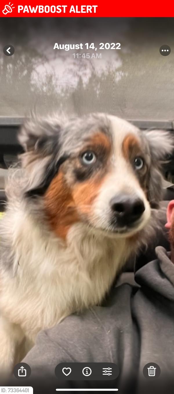 Lost Female Dog last seen Hopewell rd and Siper rd, Whatcom County, WA 98247