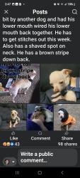 Lost Male Dog last seen Family Dollar store, Shawnee, OK 74801