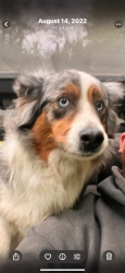 Lost Female Dog last seen Hopewell rd and Siper rd, Whatcom County, WA 98247