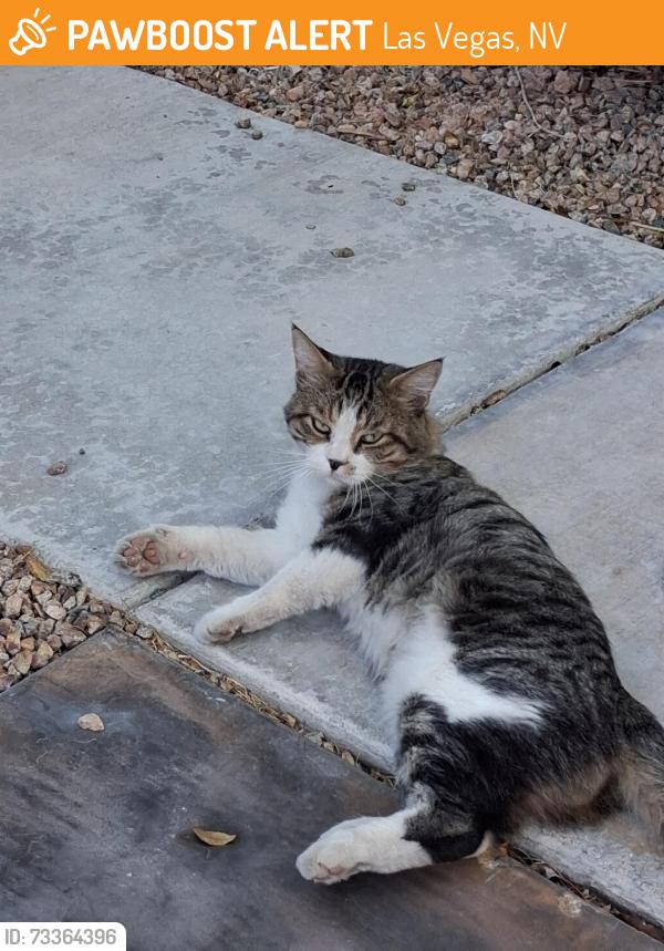 Found/Stray Male Cat last seen Lovely pine pl, Las Vegas, NV 89143