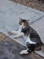 Found/Stray Male Cat last seen Lovely pine pl, Las Vegas, NV 89143