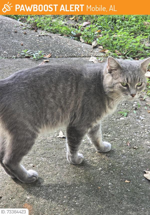 Found/Stray Male Cat last seen General Lee Ave, Mobile, AL 36619