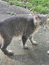 Found/Stray Male Cat last seen General Lee Ave, Mobile, AL 36619