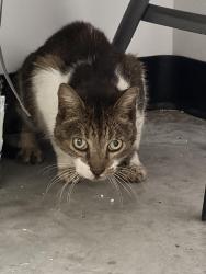 Found/Stray Female Cat last seen Dollar General on Colson Road, Hillsborough County, FL 33567