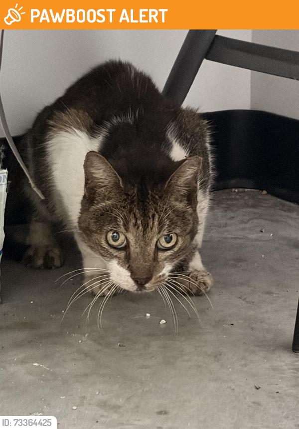 Found/Stray Female Cat last seen Dollar General on Colson Road, Hillsborough County, FL 33567