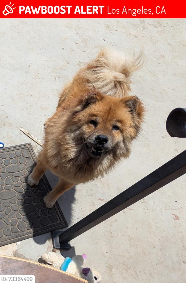Lost Female Dog last seen 238th & President, Los Angeles, CA 90710