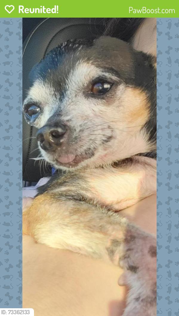 Reunited Male Dog last seen Palm grove dr, Brownsville, TX 78520