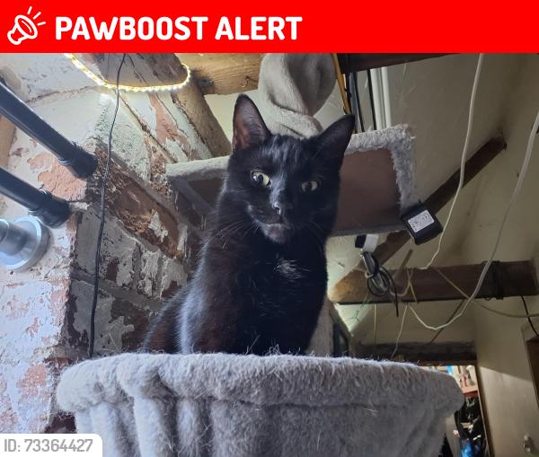Lost Female Cat last seen Battleborough lane, Brent Knoll, England 