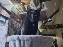 Lost Female Cat last seen Battleborough lane, Brent Knoll, England 