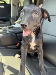 Shelter Stray Female Dog last seen Near REFUGIO AVE, North District, TX, 355 Hillshire Dr, Haslet, TX 76052, USA
