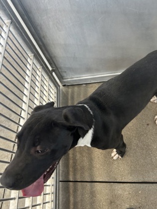 Shelter Stray Male Dog last seen Near JONES CIR S, Central District, TX, 355 Hillshire Dr, Haslet, TX 76052, USA