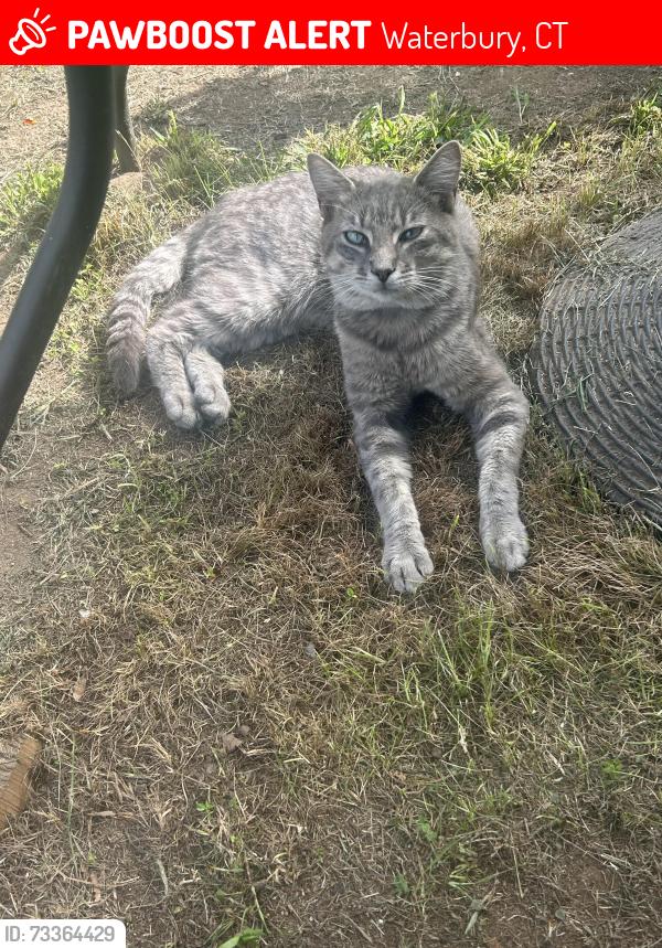 Lost Male Cat last seen Jersey St- Crestwood Ave Naugatuck, Waterbury, CT 06706