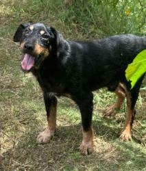 Shelter Stray Male Dog last seen N Rock Crusher Rd/W Tangerine Ln, Crystal River, FL, 4030 S Airport Rd, Inverness, FL 34450, USA