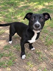 Shelter Stray Female Dog last seen Citco Gas Station Hwy 41, Inverness, FL, 4030 S Airport Rd, Inverness, FL 34450, USA