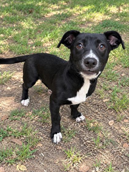 Shelter Stray Female Dog last seen Citco Gas Station Hwy 41, Inverness, FL, 4030 S Airport Rd, Inverness, FL 34450, USA