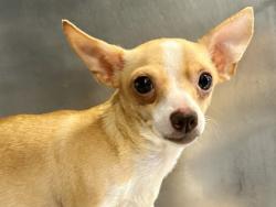 Shelter Stray Female Dog last seen Near block Countryside Ct, Williamson County, TX, 1855 SE Inner Loop, Georgetown, TX 78626, USA