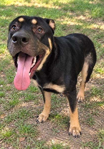 Shelter Stray Male Dog last seen Bryd Ave, Inverness, FL, 4030 S Airport Rd, Inverness, FL 34450, USA
