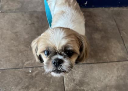 Shelter Stray Male Dog last seen LAKE TERAVISTA WAY, Williamson County, TX, 1855 SE Inner Loop, Georgetown, TX 78626, USA