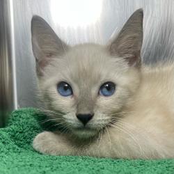 Shelter Stray Male Cat last seen , 4575 E Mesquite Ave, Palm Springs, CA 92264, USA