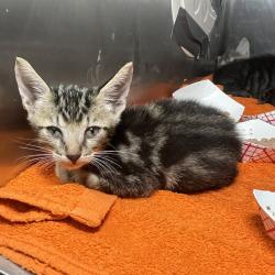 Shelter Stray Male Cat last seen , 4575 E Mesquite Ave, Palm Springs, CA 92264, USA