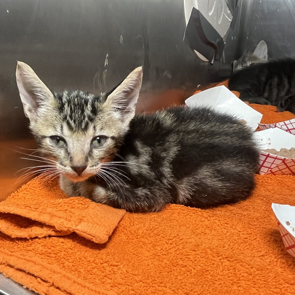 Shelter Stray Male Cat last seen , 4575 E Mesquite Ave, Palm Springs, CA 92264, USA