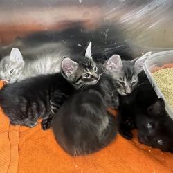 Shelter Stray Female Cat last seen , 4575 E Mesquite Ave, Palm Springs, CA 92264, USA