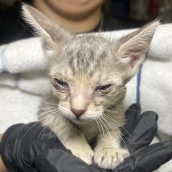 Shelter Stray Unknown Cat last seen , 4575 E Mesquite Ave, Palm Springs, CA 92264, USA