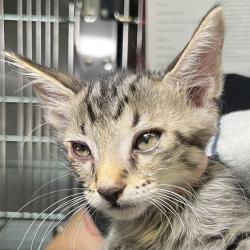 Shelter Stray Female Cat last seen , 4575 E Mesquite Ave, Palm Springs, CA 92264, USA