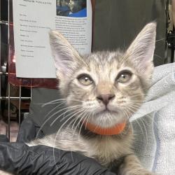 Shelter Stray Female Cat last seen , 4575 E Mesquite Ave, Palm Springs, CA 92264, USA