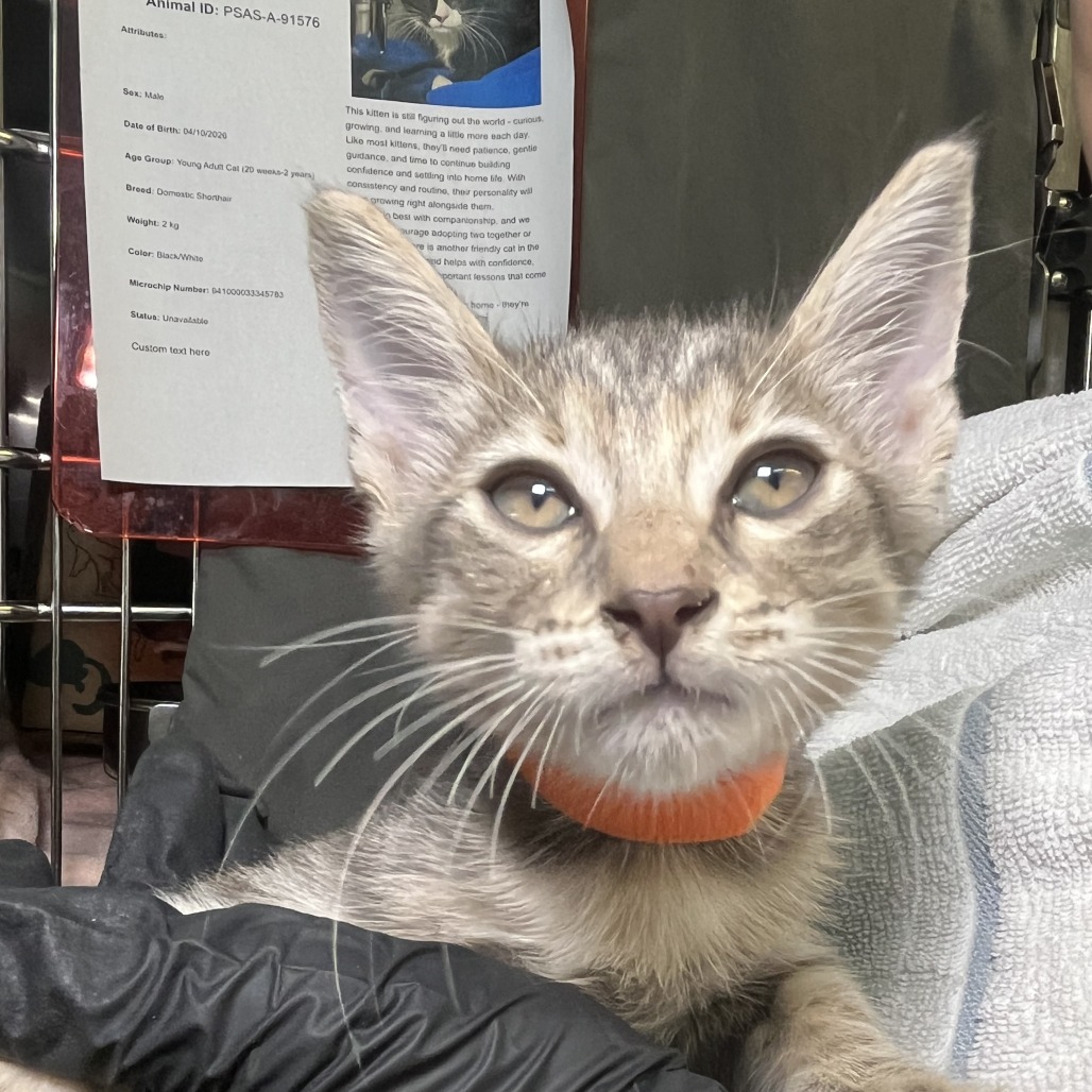 Shelter Stray Female Cat last seen , 4575 E Mesquite Ave, Palm Springs, CA 92264, USA
