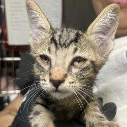 Shelter Stray Unknown Cat last seen , 4575 E Mesquite Ave, Palm Springs, CA 92264, USA