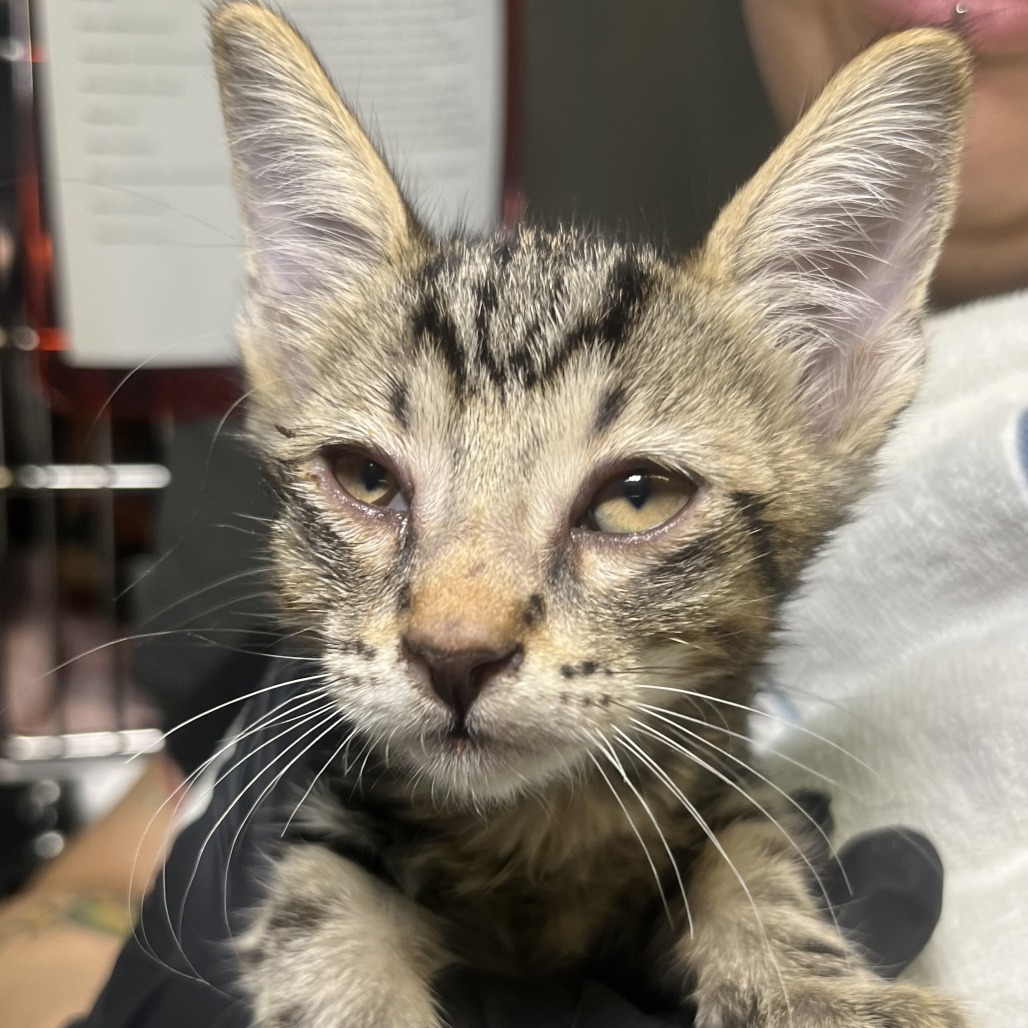 Shelter Stray Unknown Cat last seen , 4575 E Mesquite Ave, Palm Springs, CA 92264, USA