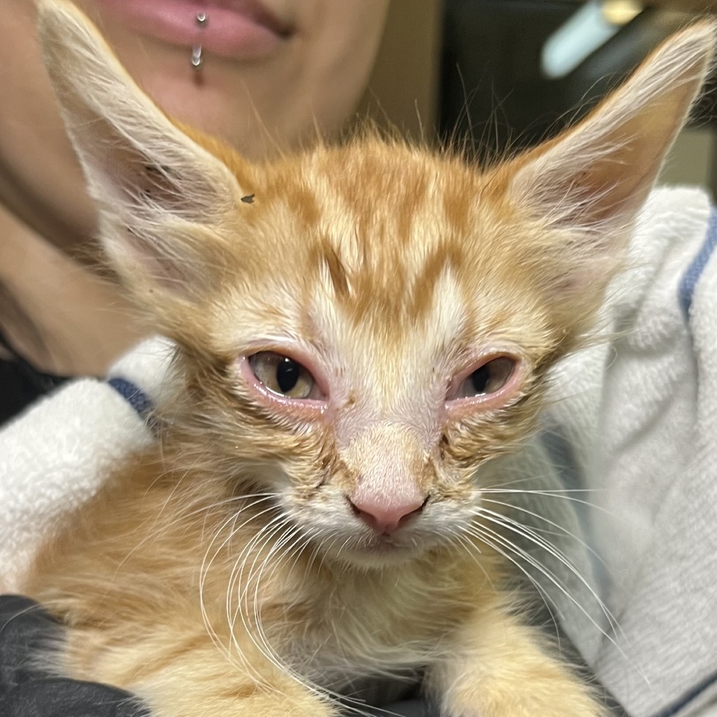 Shelter Stray Unknown Cat last seen , 4575 E Mesquite Ave, Palm Springs, CA 92264, USA